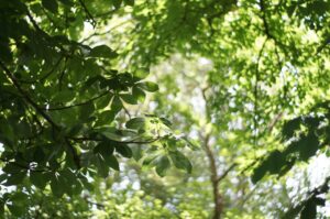Explore how Ironwood Investment Management, LLC aligns with Morningstar’s values like ESG, transparency, and long-term discipline.