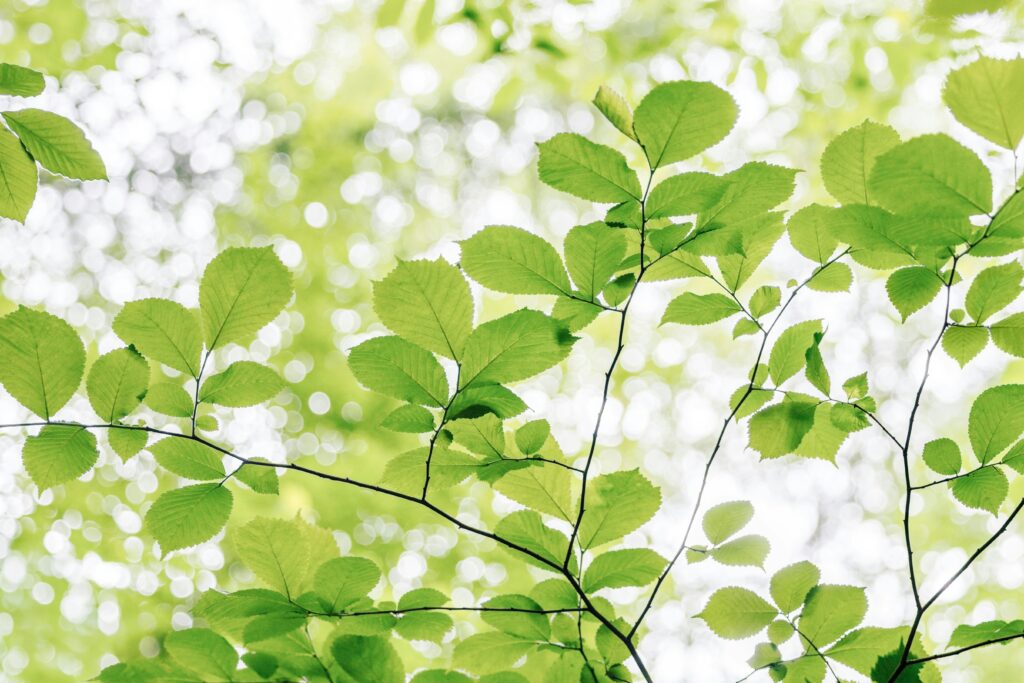 Explore Ironwood Investment Management, LLC’s disciplined Small Cap Core Strategy and its value-driven approach to identifying potential opportunities in small-cap equities.