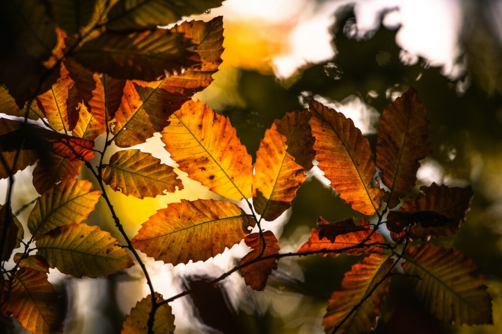 Takeaways from Ironwood Investment Management, LLC’s Q3 2025 Small Cap Core Strategy Commentary and learn how a disciplined approach supports small cap investing.